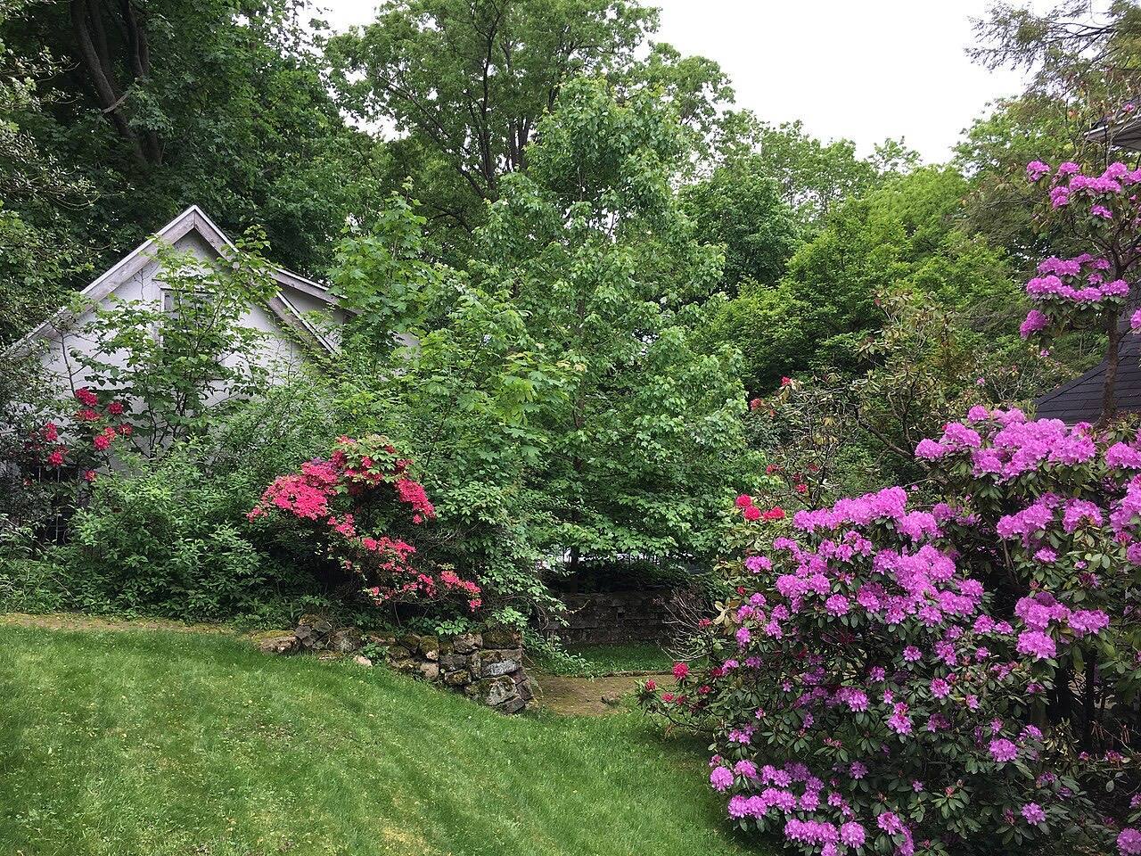 Rhododendrons and azaleas in Leonia backyard garden